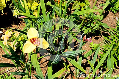 Yellow tigridia pavonia flower Stock Photo