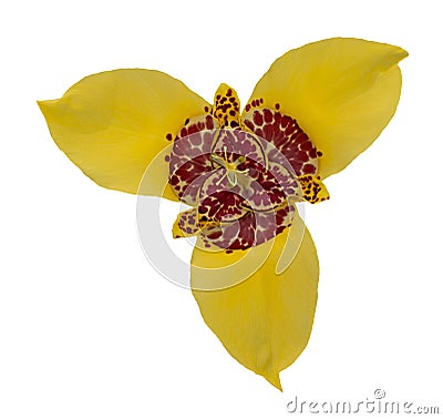 Yellow tigridia pavonia flower, isolated, close Stock Photo