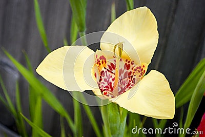 Yellow Tigridia ( Tigridia pavonia) Stock Photo