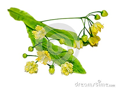 Yellow Tilia flowers, green leaves Stock Photo