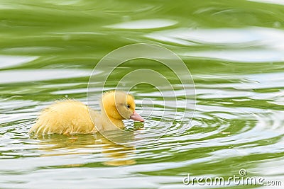 Yellow Tiny Duckling Stock Photo