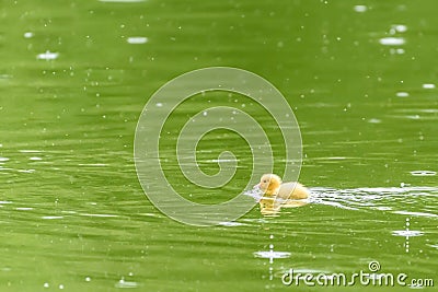 Yellow Tiny Duckling Stock Photo