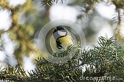 Yellow titmouse bird hiding among pine branches Stock Photo