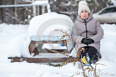 Yellow titmouse sitting on tree branch, mature woman birdwatching on snowy backyard, focus on bird Stock Photo