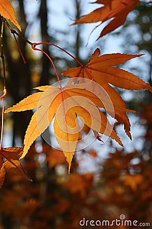 Yellow to orange coloured autumn leaves of Red emperor maple, also called palmate maple or Japanese maple Stock Photo