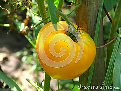 Yellow tomato closeup Stock Photo