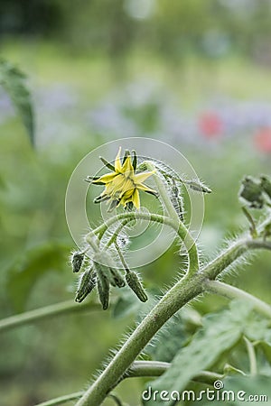 Yellow tomato flower branch leave bio organic healthy outdoor germany macro closeup Stock Photo