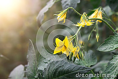 yellow tomato flowers, unripe tomatos in garden, banner copy space Stock Photo