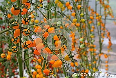 Yellow tomatos closup in the greenhouse farm ,ago business new modern Stock Photo