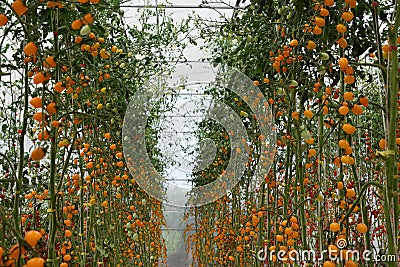 Yellow tomatos closup in the greenhouse farm ,ago business new modern Stock Photo
