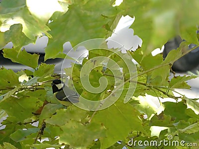 Yellow tomtit bird sitting on the tree branch Stock Photo