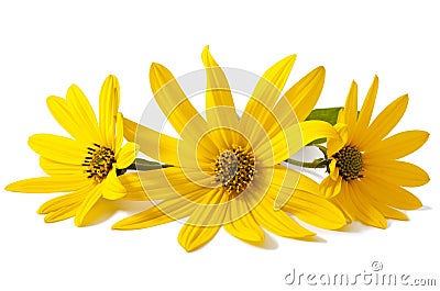 Yellow topinambur flowers Stock Photo