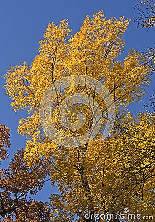 Yellow Tree in the Fall Stock Photo