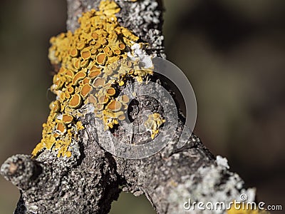 Yellow parasitic tree fungus on a tree branch, closeup Stock Photo