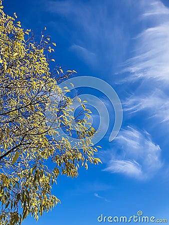 Yellow tree leaves against blue skye, fall autumn Stock Photo