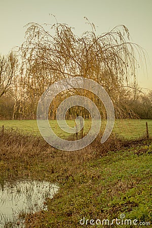 Yellow tree in a meadow with water. The Netherlands, Vortum-Mullem Stock Photo