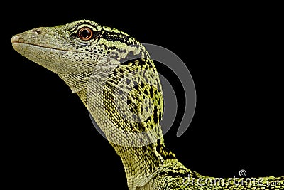 Yellow tree monitor Varanus reisingeri Stock Photo