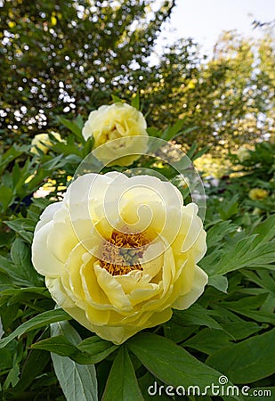 Yellow Tree Peony - Paeonia High Noon Stock Photo