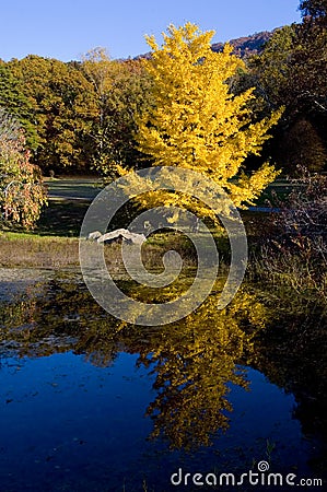 Yellow Tree By Pond Stock Photo