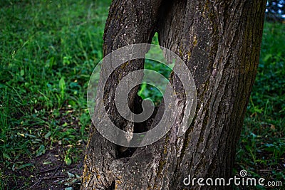 Yellow tree trunk with through hole, hollow. Textured vertical relief rough bark. Green grass in park Stock Photo