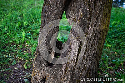 Yellow tree trunk with through hole, hollow. Textured vertical relief rough bark. Green grass Stock Photo