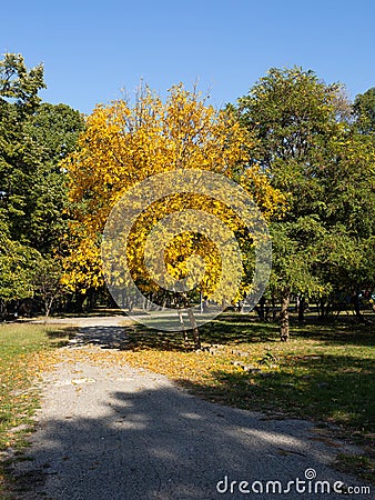 Yellow tree in Youth Park, Ruse at autumn, Stock Photo