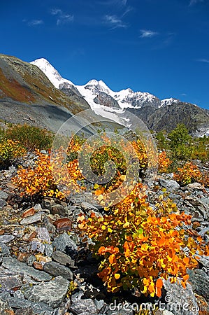 Yellow trees. Stock Photo