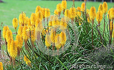 Yellow tritoma flowers Stock Photo