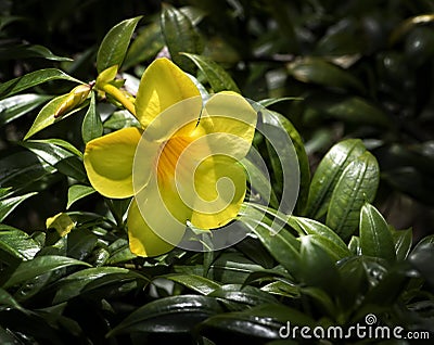 Yellow tropical Allamanda flower in Puerto Rico Stock Photo