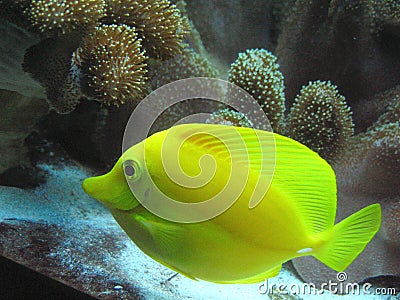 Yellow tropical fish Stock Photo