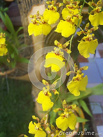 Yellow tropical orchids - vertical Stock Photo