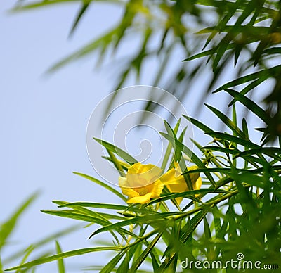 Yellow trumpet bush Stock Photo