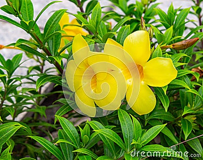 Yellow trumpet flower Allamanda Cathartica on the grounds of St. Paul`s Cathedral Abidjan Ivory Coast. Stock Photo