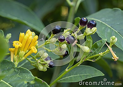 Yellow trumpet flower and budding purple berries in a flower bed in Dallas, Texas. Stock Photo