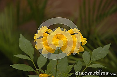 Yellow Trumpet Flower (Tecoma stans) in Macro Close-Up. Stock Photo