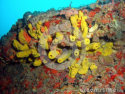 Yellow Tube Sponge Stock Photo