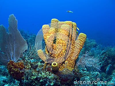 Yellow Tube Sponge Stock Photo