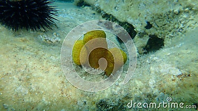 Yellow tube sponge or Aureate sponge (Aplysina aerophoba) undersea, Aegean Sea, Greece, Thasos island Stock Photo