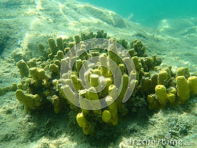 Yellow tube sponge or Aureate sponge Aplysina aerophoba undersea, Aegean Sea Stock Photo