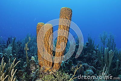 Yellow Tube Sponge Stock Photo