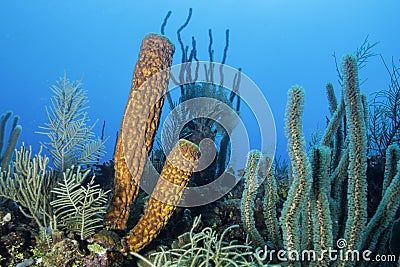 Yellow Tube Sponge Stock Photo