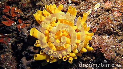 Yellow Tube Sponges Stock Photo