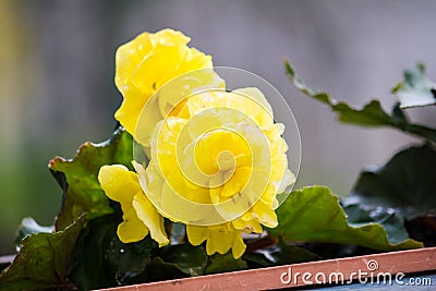 Yellow tuberous begonia Stock Photo