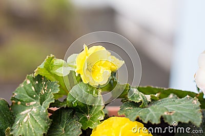 Yellow tuberous begonia Stock Photo