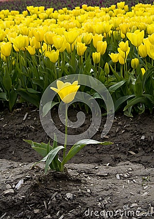 Yellow Tulip Stock Photo