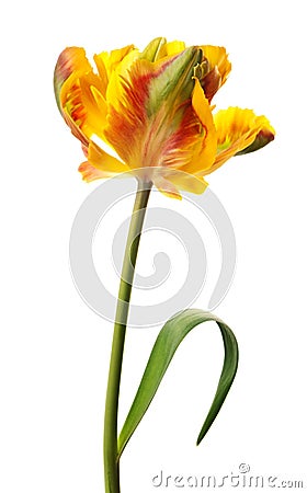 Yellow tulip Stock Photo