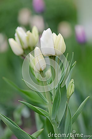 Yellow tulip Akebono Stock Photo
