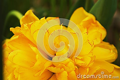 Yellow Tulip Stock Photo