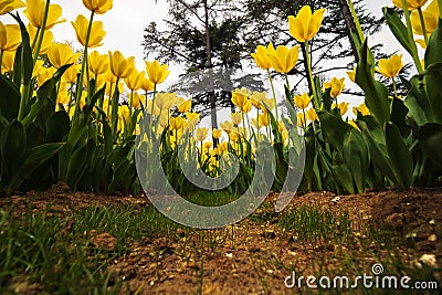 Yellow tulip bed in the public park. Tulips from below in wide angle view Stock Photo