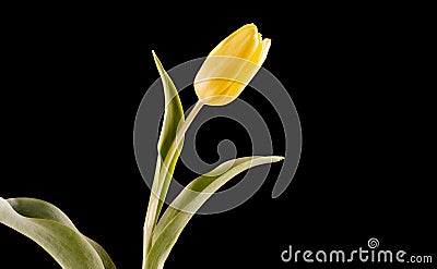 Yellow tulip On Black Backgroundtulip Stock Photo